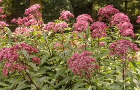 Koninginnekruid, leverkruid - Eupatorium maculatum 'Camehl' 