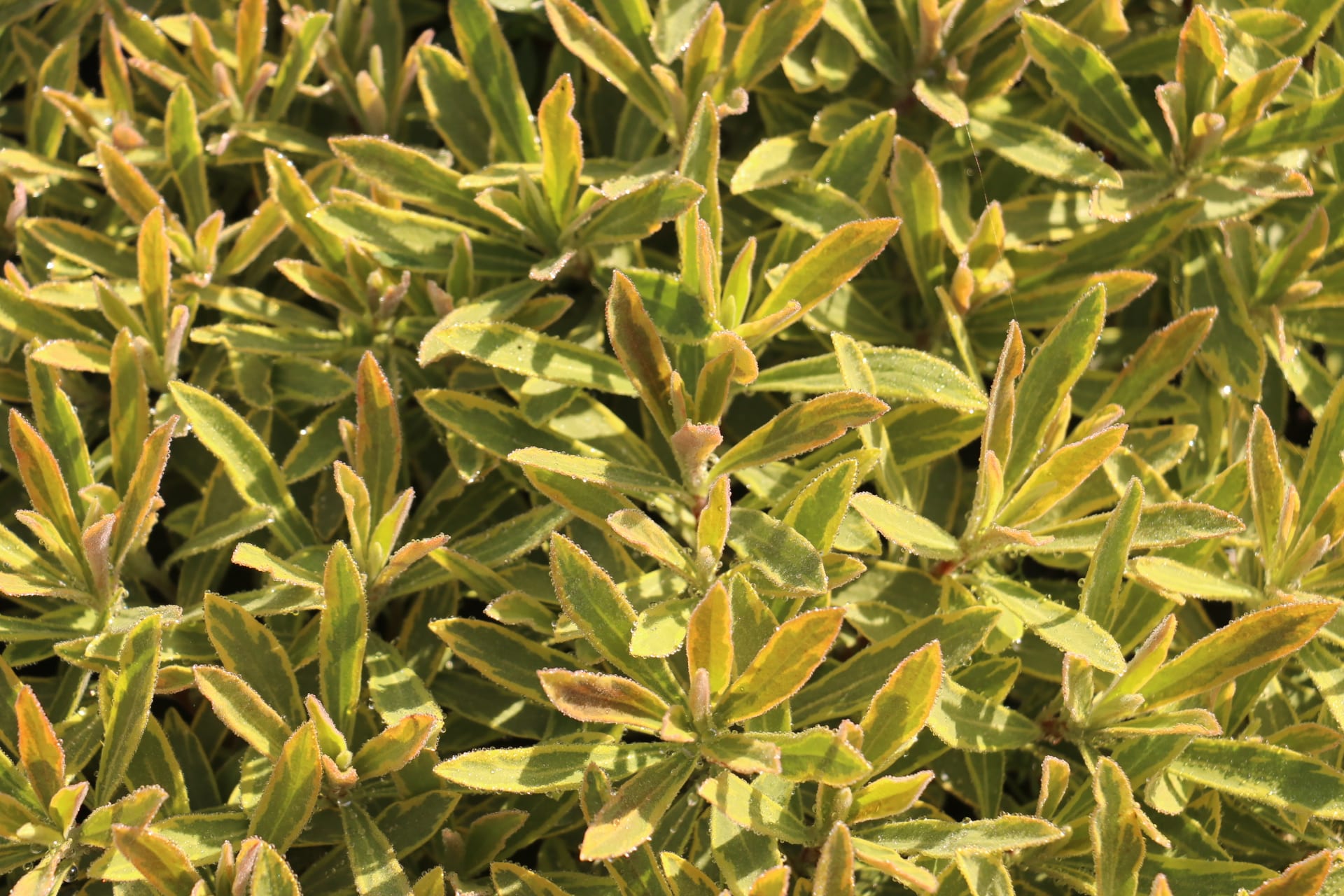 Wolfsmelk - Euphorbia martinii 'Ascot Rainbow'