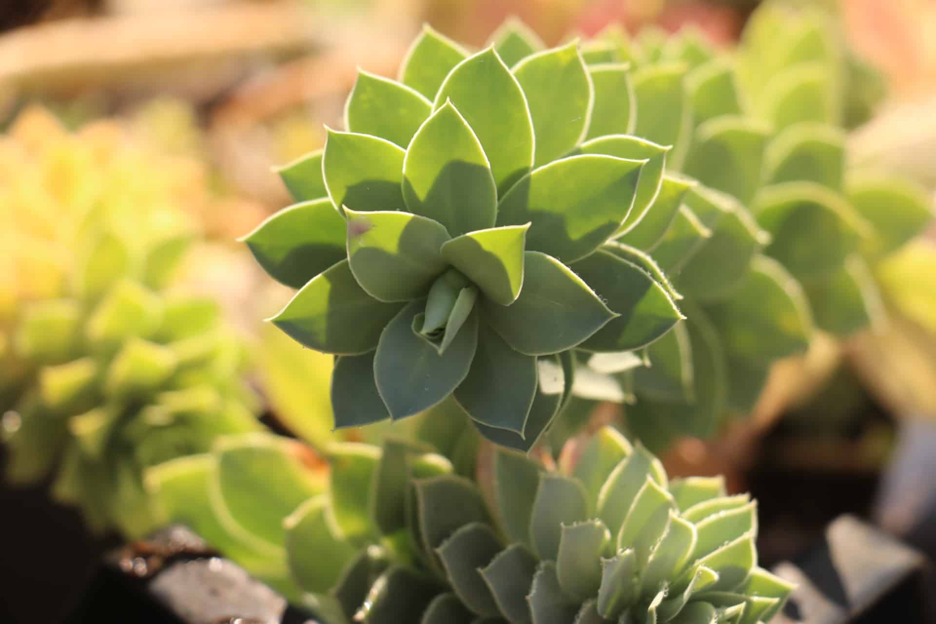 Wolfsmelk - Euphorbia myrsinites