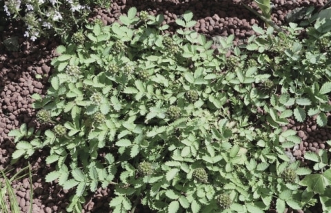 Stekelnootje  - Acaena buchananii