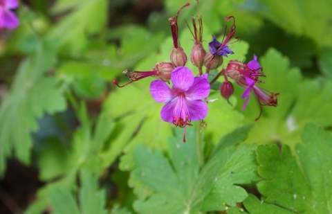 Ooievaarsbek - Geranium macrorrhizum 
