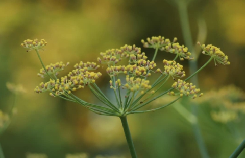 Venkel - Foeniculum vulgare 'Giant Bronze'