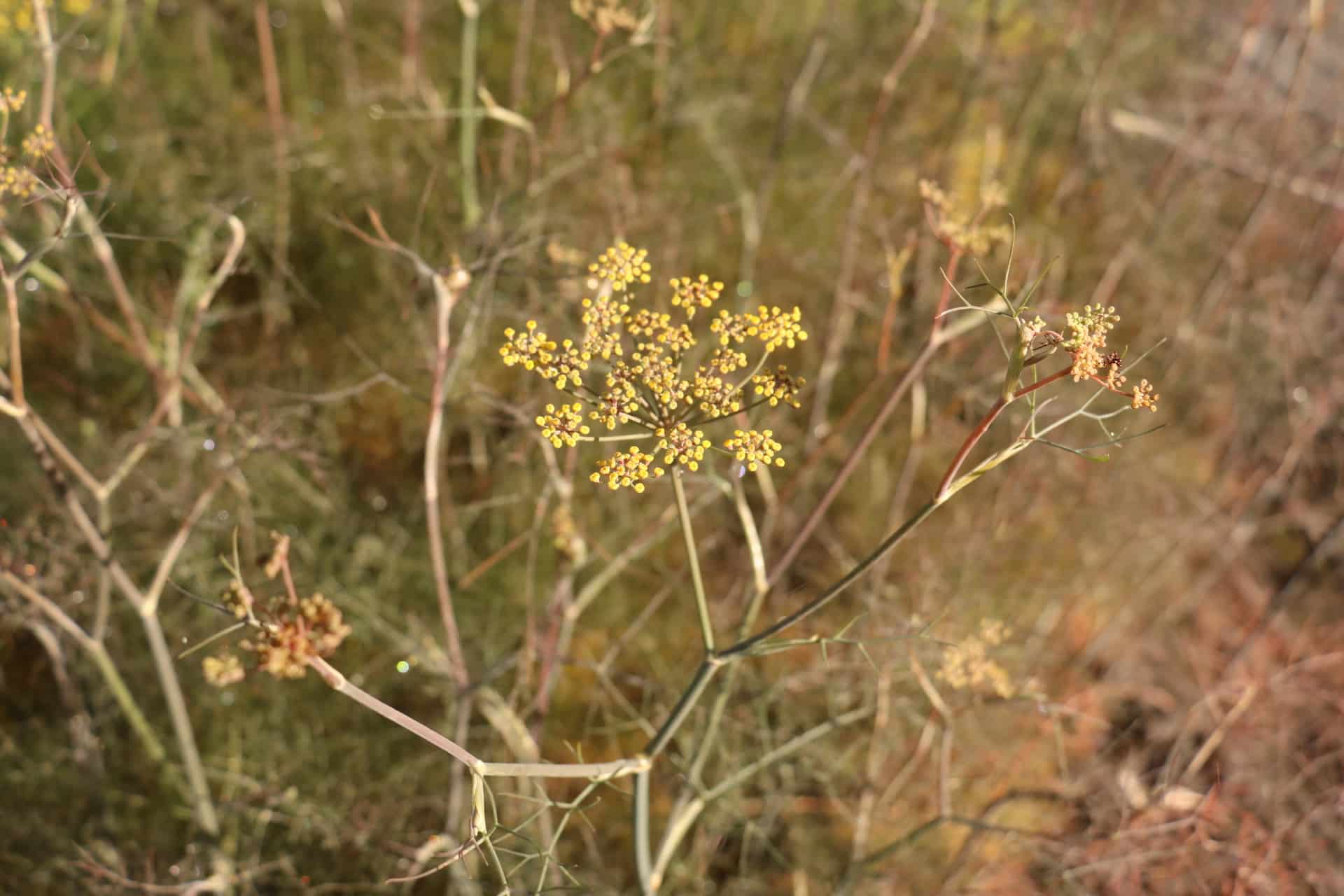 Venkel - Foeniculum vulg. 'Purpureum'