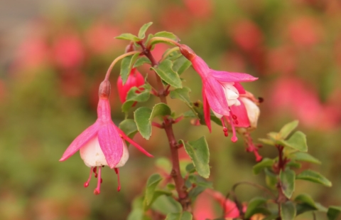 Bellenplant - Fuchsia 'Lady Thumb'