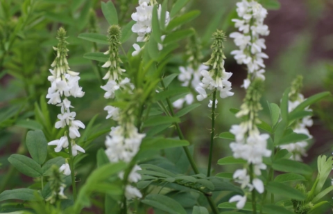 Geitenruit - Galega x hartlandii 'Spring Light'