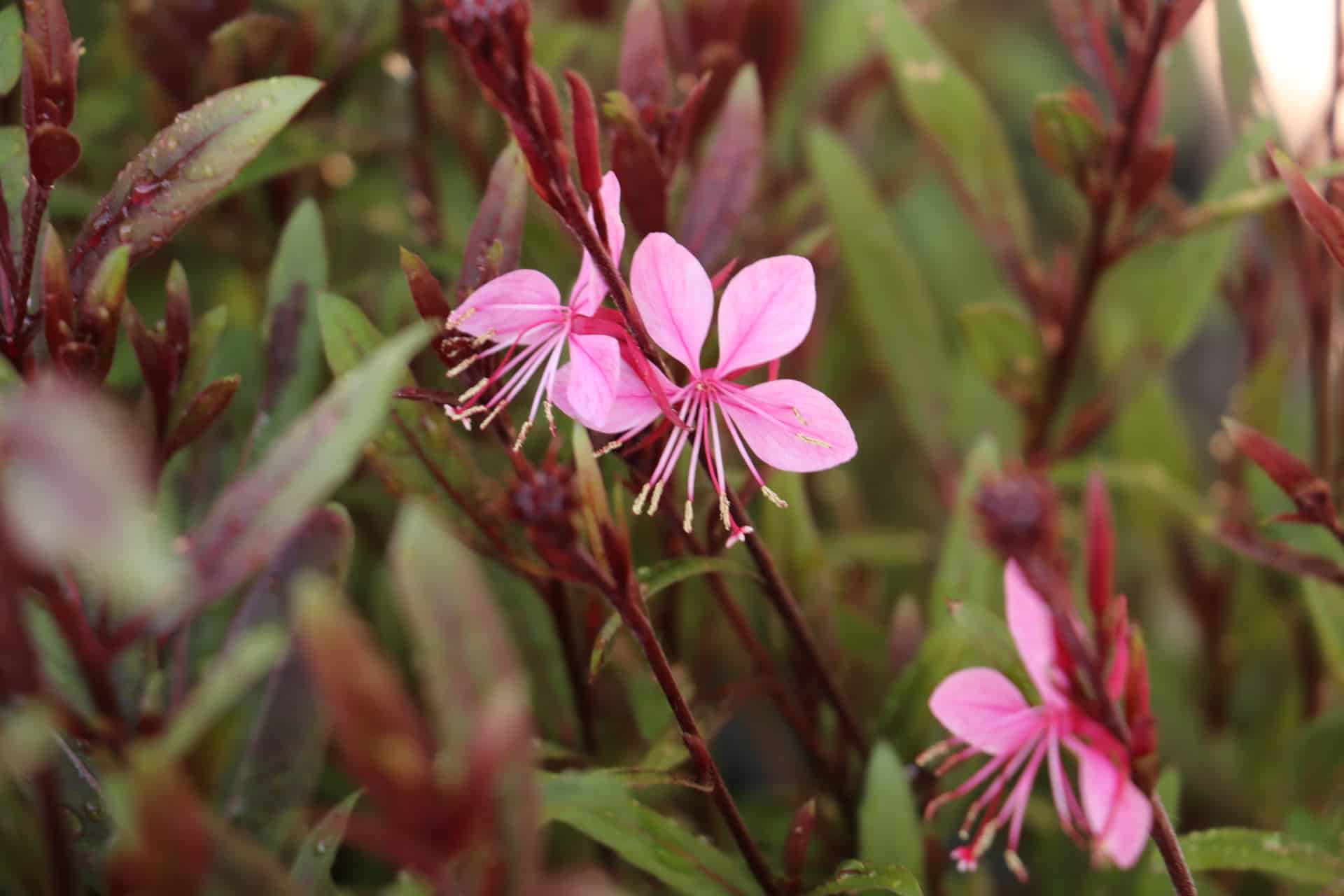 Prachtkaars - Gaura lindheimeri 'Siskiyou Pink'