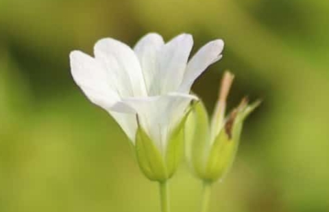 Ooievaarsbek - Geranium oxonianum 'Ankums White'