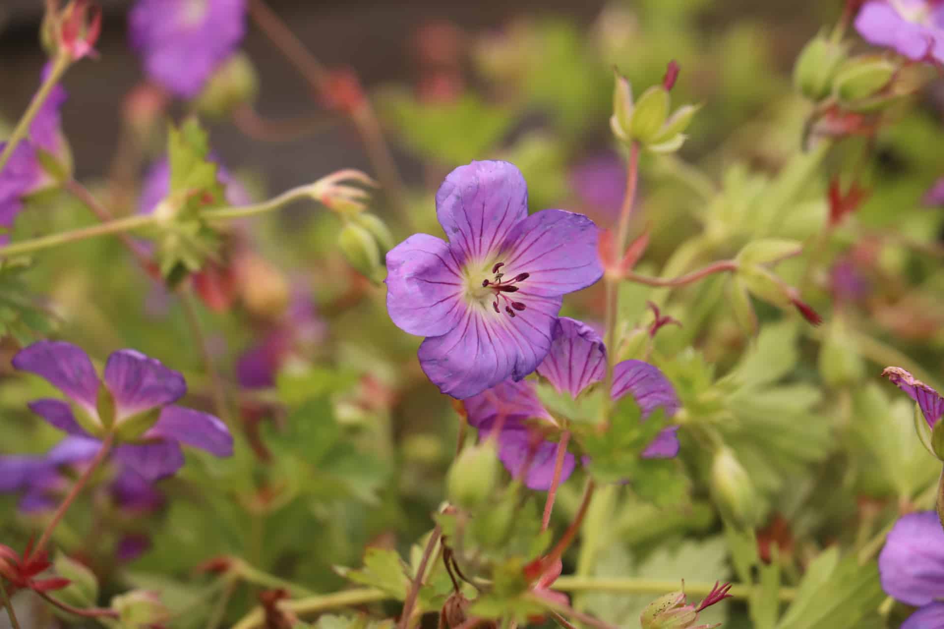 Ooievaarsbek - Geranium Bloom Me Away