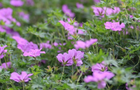 Ooievaarsbek - Geranium 'Blushing Turtle'