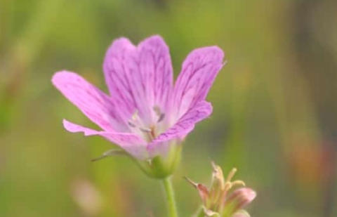 Ooievaarsbek - Geranium oxonianum 'Claridge Druce'