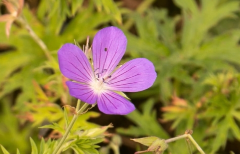 Ooievaarsbek - Geranium clarklei 'Kashmir Blue'