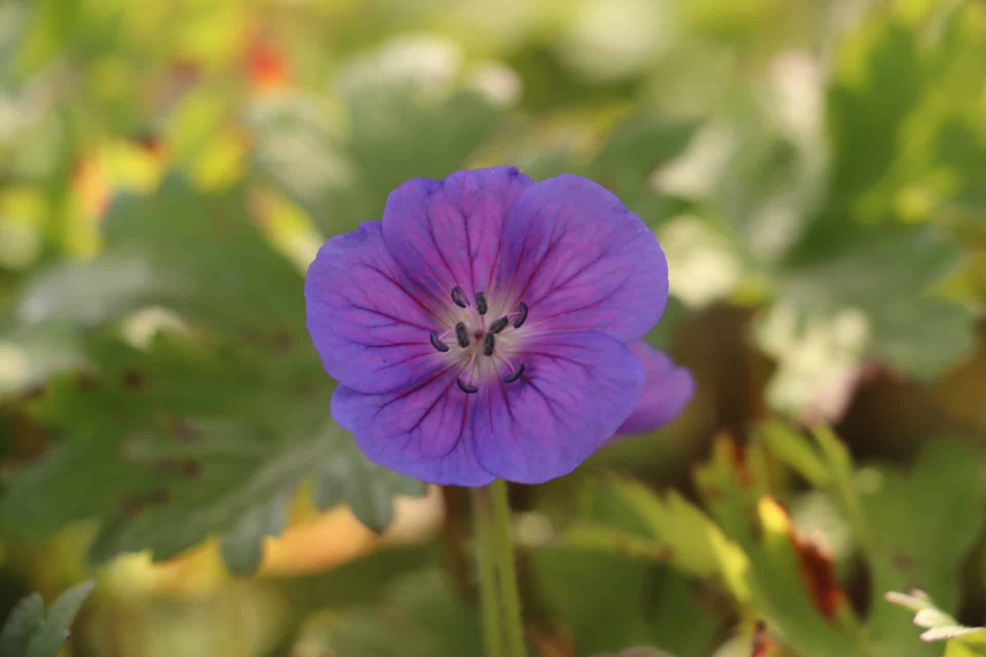 Ooievaarsbek - Geranium 'Gravetye'