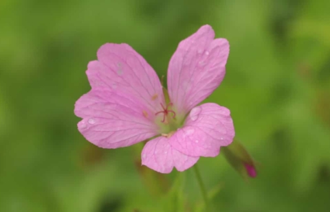 Ooievaarsbek - Geranium 'Jean Armour'