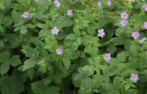 Ooievaarsbek - Geranium nodosum