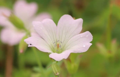 Ooievaarsbek - Geranium oxonianum 'Rebecca Moss'