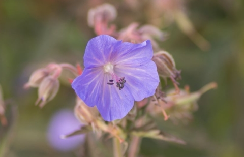 Ooievaarsbek - Geranium pratense 'Victor Reiter Jr.'