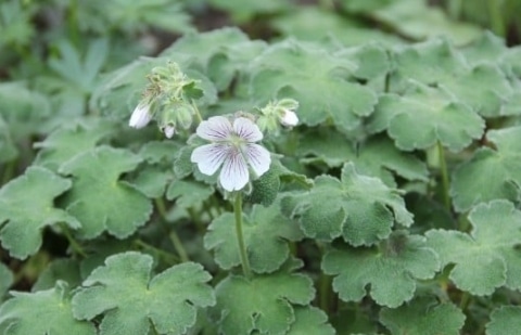 Ooievaarsbek - Geranium renardii
