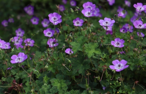 Ooievaarsbek - Geranium 'Sylvia's Surprise'
