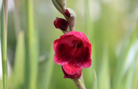 Gladiool - Gladiolus papilio 'Rubra'