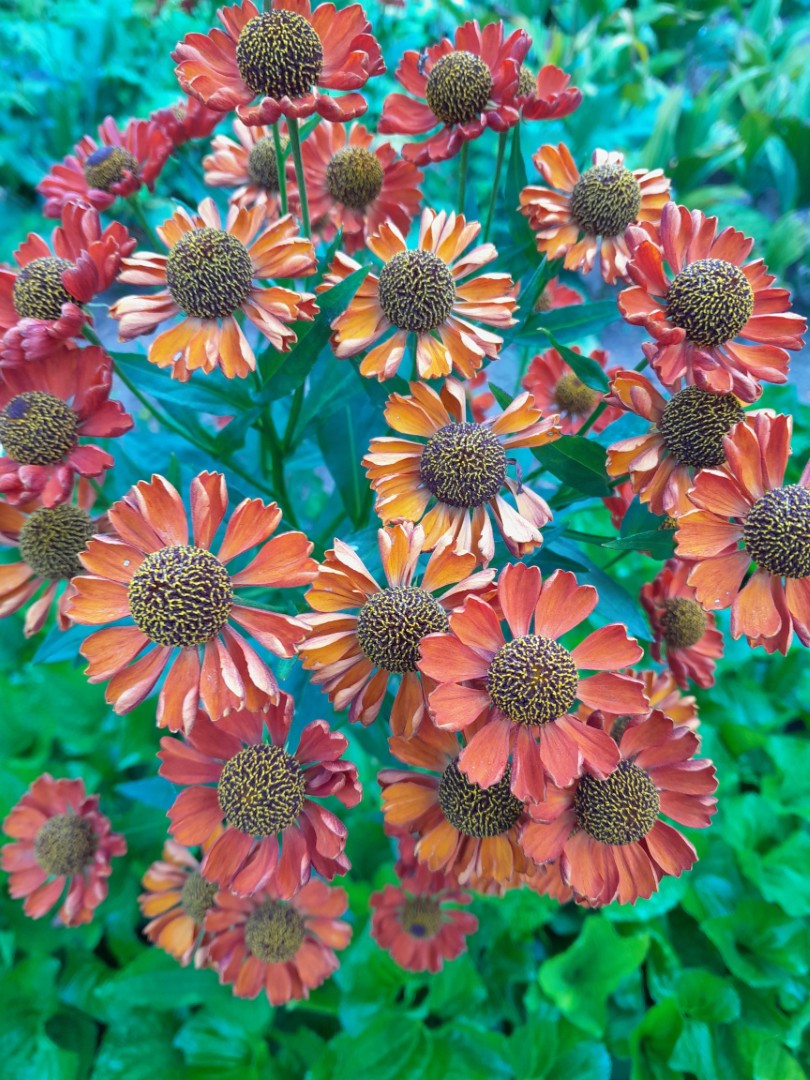 Zonnekruid - Helenium 'Chelsey' 