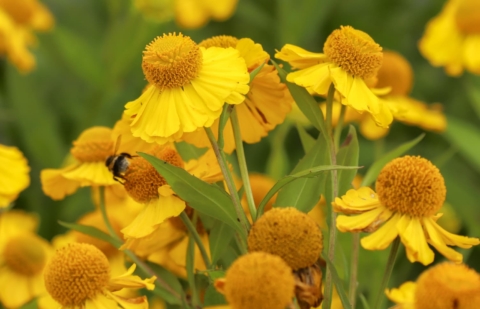 Zonnekruid - Helenium 'Tijuana Brass'