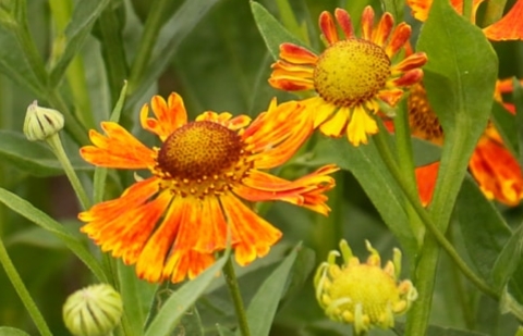 Zonnekruid - Helenium 'Waltraut'