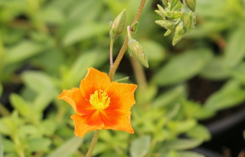 Zonneroosje - Helianthemum 'Bronzeteppich' 