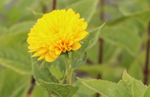 Vaste zonnebloem - Helianthus deca. 'Loddon Gold'