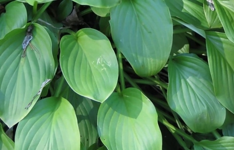 Hartlelie - Hosta 'Honeybells'