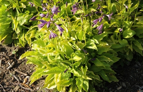 Hartlelie - Hosta 'Hydon Sunset'