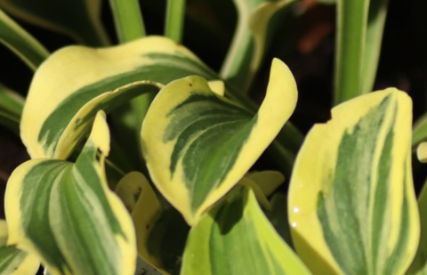 Hartlelie - Hosta 'Mighty Mouse'