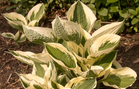Hartlelie - Hosta 'Patriot'