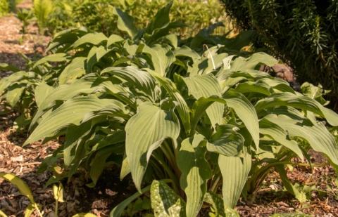 Hartlelie - Hosta 'Pinapple Upside Down Cake'