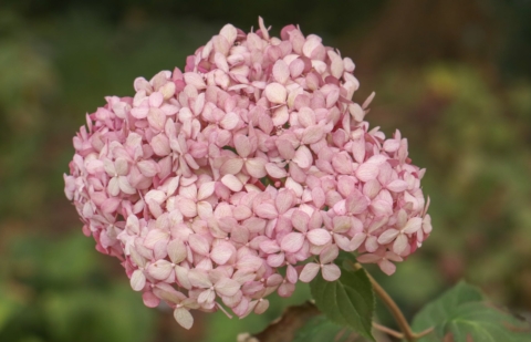 Bolhortensia - Hydrangea arborescens