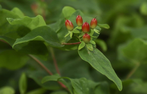 Hertshooi, sint janskruid - Hypericum 'Golden Beacon'