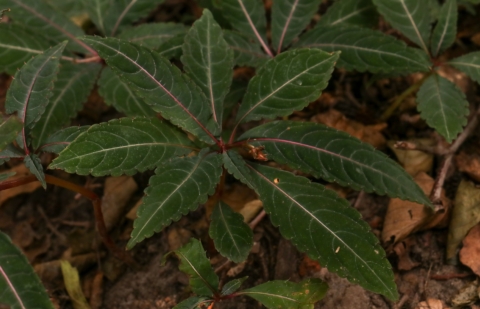 Impatiens - Impatiens omeianan 'Pink Nerves'