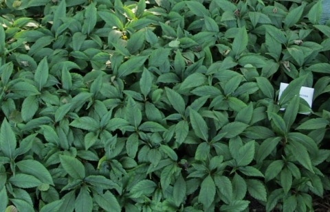 Vast vlijtig liesje - Impatiens speciosa