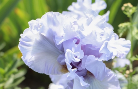 Lis - Iris germanica 'Silverado'