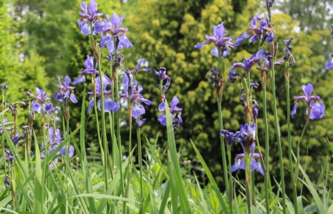 Lis - Iris sibirica 'Ceasar's Brother'