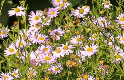 Zomeraster - Kalimeris incisa 'Blauling'