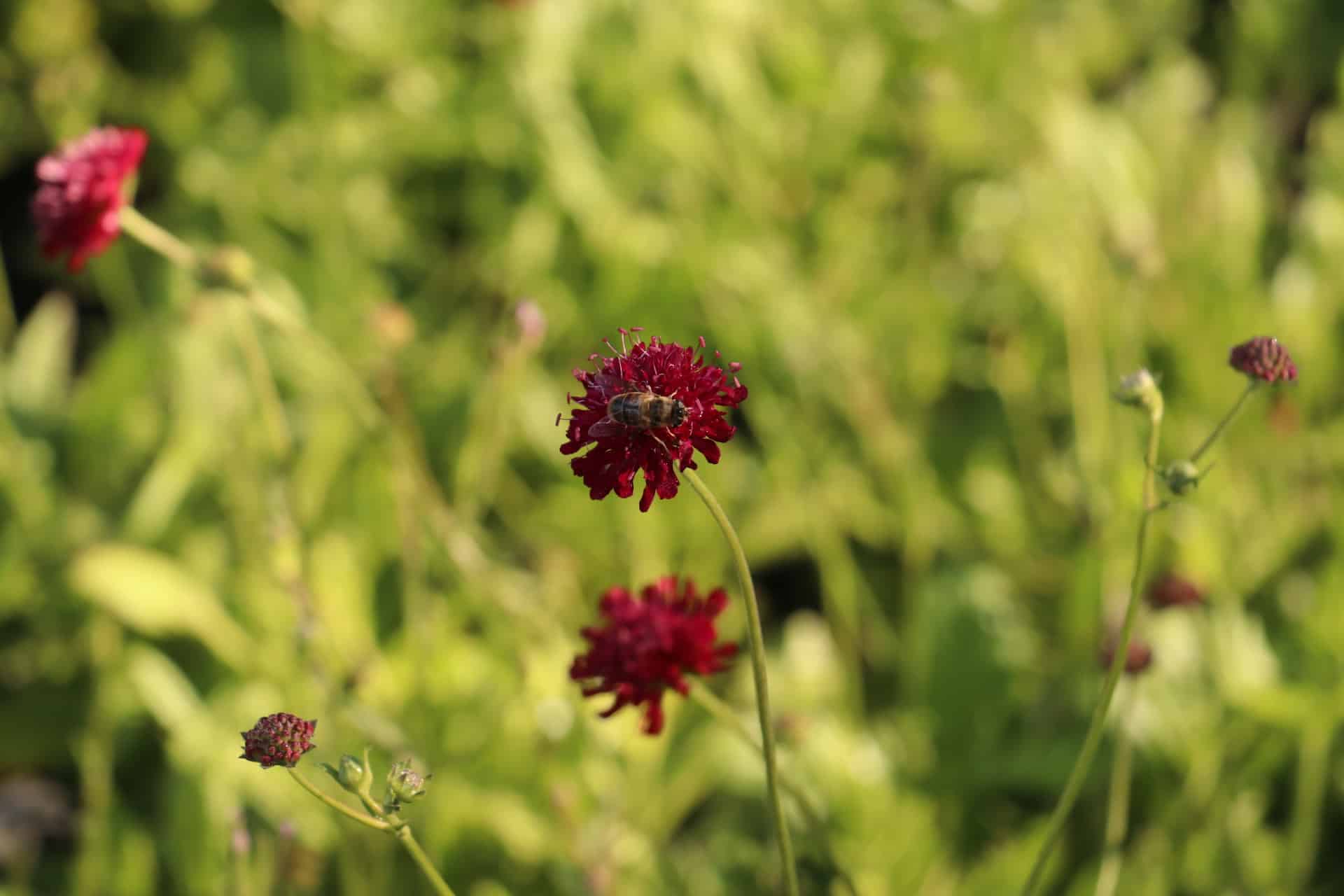 Breemdkroon - Knautia macedonica 'Mars Midget' 