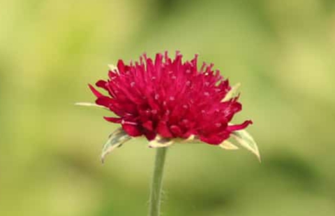 Beemdkroon - Knautia macedonica 'Thunder and Lightning'
