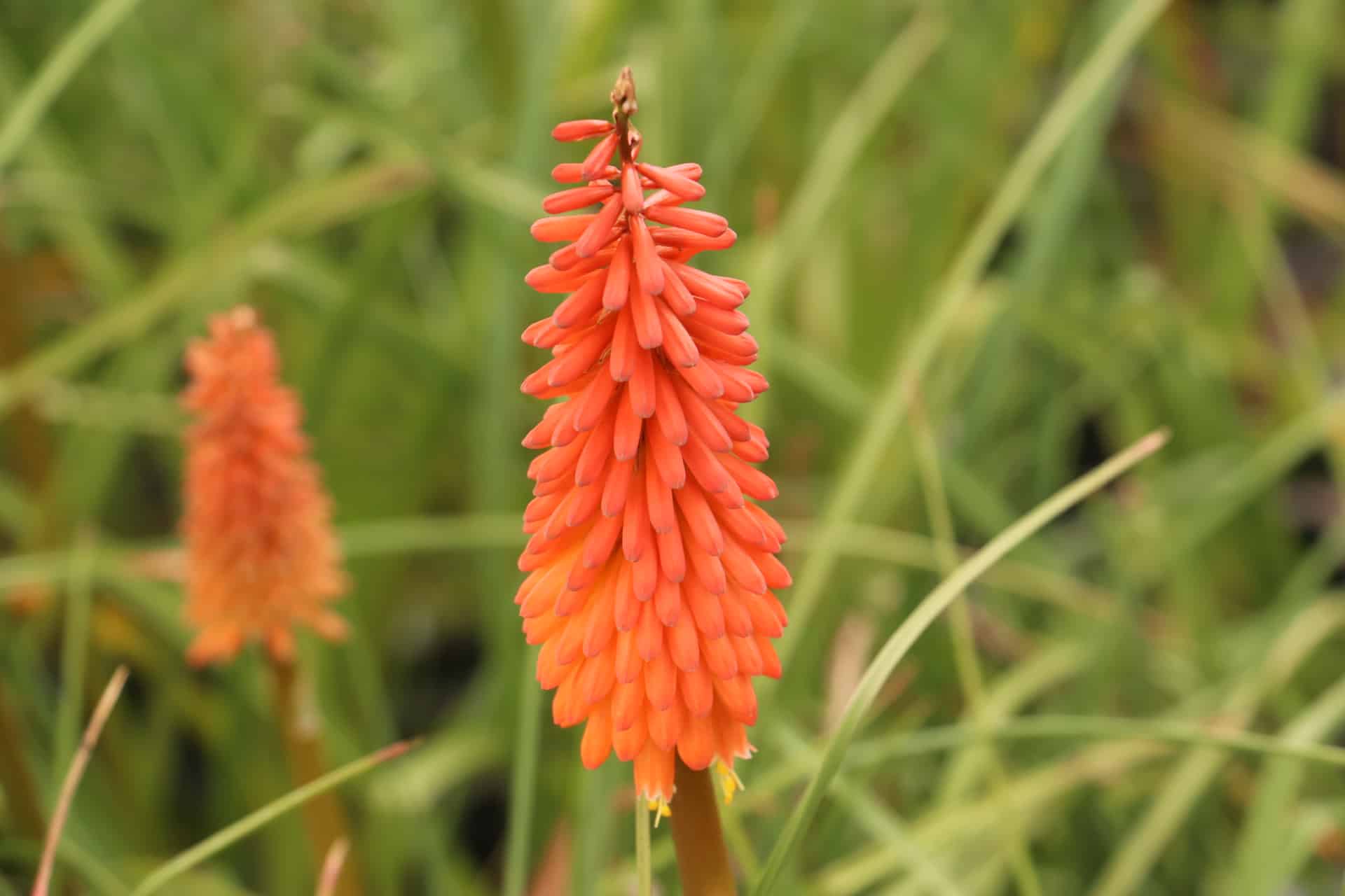 Vuurpijl - Kniphofia 'Alcazar'
