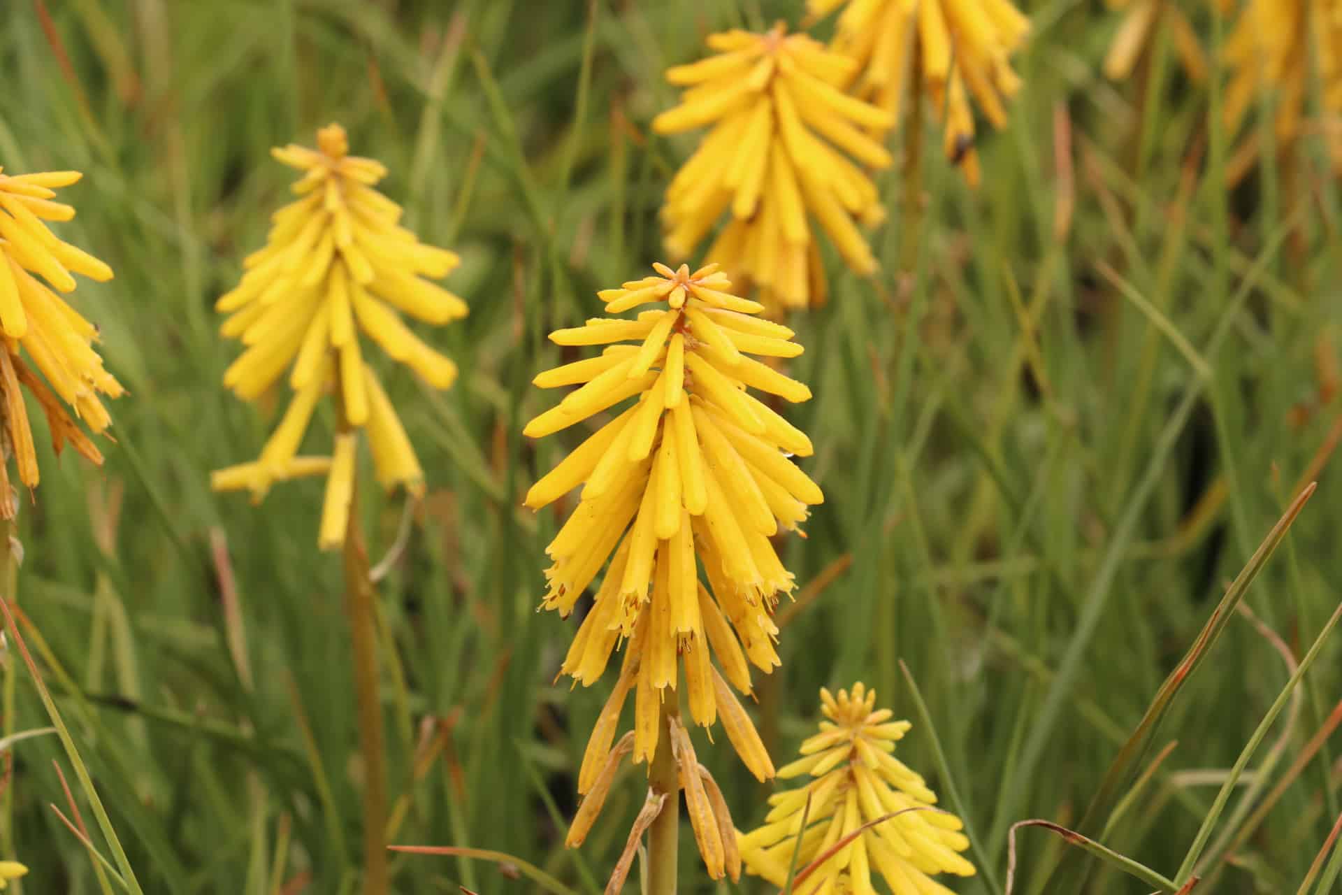Vuurpijl - Kniphofia 'Banana Popsicle'
