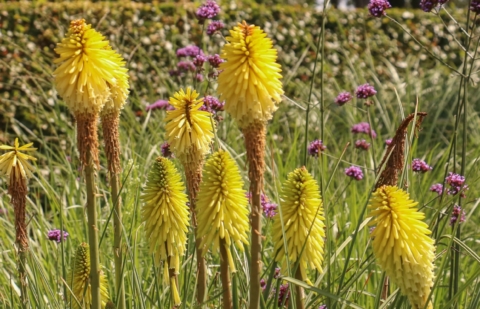 Vuurpijl - Kniphofia 'Maid of Orleans'