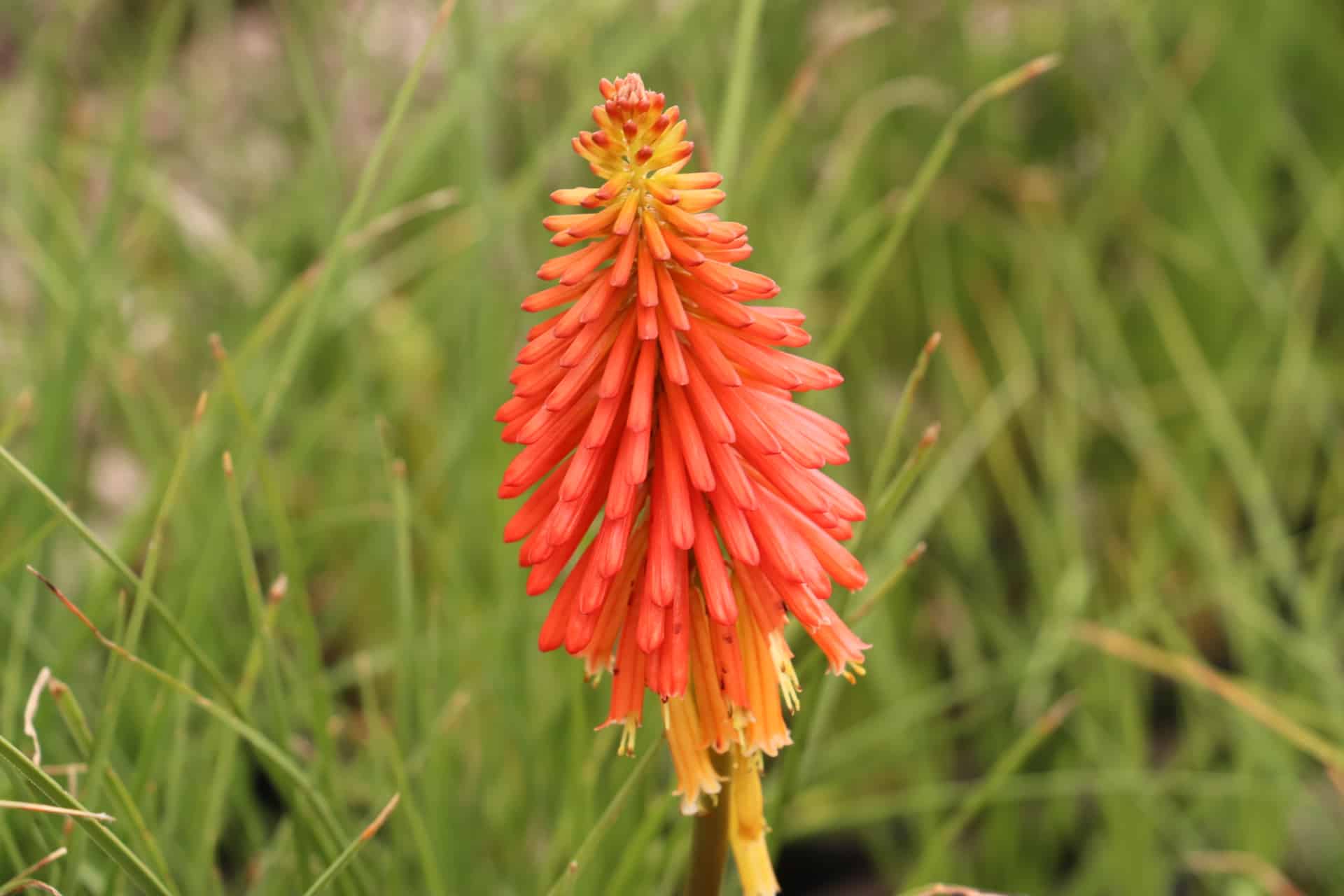 Vuurpijl  - Kniphofia Papaya Popsicle