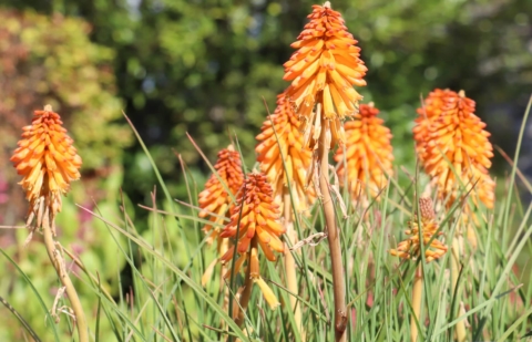 Vuurpijl - Kniphofia 'Poco Orange'