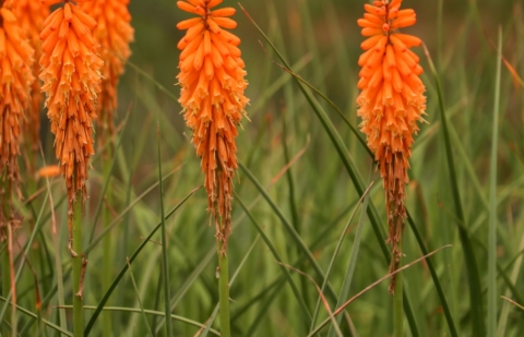 Vuurpijl  - Kniphofia 'Backdraft' 