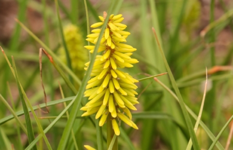Vuurpijl - Kniphofia 'Solar Flare'