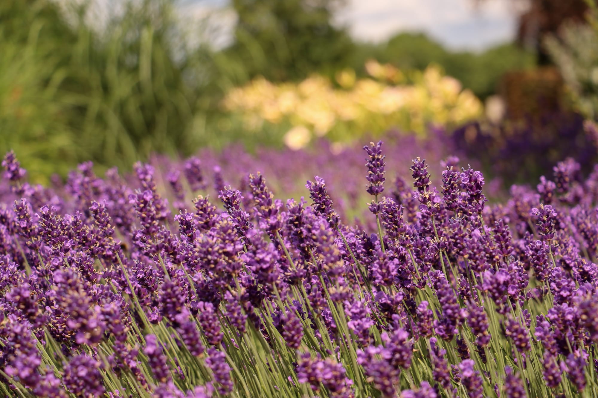 Lavendel - Lavandula angustifolia 'Hidcote'    